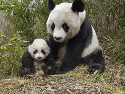 Pandas géants